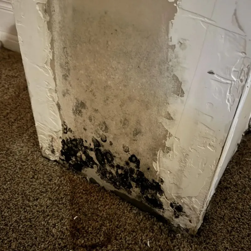 Professional Mold Removal in Shelton, NE